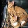 House sit pet parent - Two adorable and playful ginger brothers
