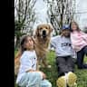 House sit pet parent - Lovely home in prestigious Melbourne suburb with two big beautiful dogs