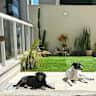 House sit pet parent - Looking for sitter in Brighton to care for Jack and Lucy, two wonderful dogs