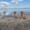 House sit pet parent - Luc and Ross like you to take care of them...