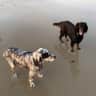 House sit pet parent - Come have a Beach Holiday with us