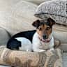 House sit pet parent - Hampshire Jack Russell