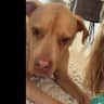 House sit pet parent - Come to Benahavís for lots of cuddles and adventures with our big love bug!