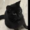 House sit pet parent - 2 weeks with scenic views in London