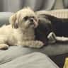 House sit pet parent - Two loveable rogues needing company…