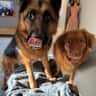 House sit pet parent - A wonderful oasis close to everything