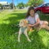 House sit pet parent - Seeking kind, reliable sitter for my beautiful dog for two nights, Sydney