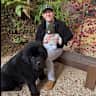 House sit pet parent - Stay in the Redwoods with Elderly, Gentle Giant Newfoundland