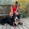 House sit pet parent - Bovaro Bernese looks for a special friend