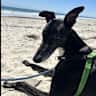 House sit pet parent - Scotch the loving greyhound seeks care and company