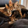 House sit pet parent - A full house in London (calm zone but close everywhere) with two adorable cats