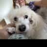 House sit pet parent - Come and explore Northern Alabama, you will love the Southern Hospitality.