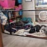 House sit pet parent - Blended Whanau, with Raglan Beach 45min drive
