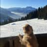 House sit pet parent - Golden Retriver house sit needed in Swiss Alps