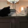 House sit pet parent - Lovely friendly cat Binky needs house/pet sitter in Maida Vale Area, LONDON