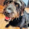 House sit pet parent - Caring Sitter Needed in Charming Essex Home