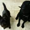 House sit pet parent - House and Dog sitter