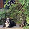 House sit pet parent - XL Bernese and Mexican Rescue on the River