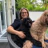 House sit pet parent - Two cuddly Cavapoo boys in need of some company