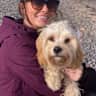 House sit pet parent - Two Adorable 2 year old Cavachons Who would Your Love Company