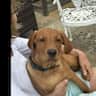 House sit pet parent - Beautiful home and gorgeous Labrador needs a house sitter