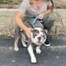 House sit pet parent - Sweet & playful English bulldog + a beautifully decorated CA home with big yard