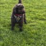 House sit pet parent - Two weeks in sunny Belfast, in a house next to stunning parks.
