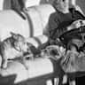 House sit pet parent - Sunny home with decks & sea views, 4 - 7 minutes walk from beaches. Gd transport