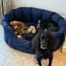 House sit pet parent - Dog sitting in South Warwickshire