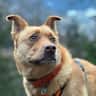 House sit pet parent - Dog sitting in the heart of the Swiss Alps
