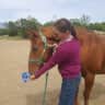 House sit pet parent - Lovely custom built home on 5 acres near Temecula, Ca.  Gorgeous views!