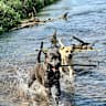 House sit pet parent - Dogsitter mitten in der Natur im  Bayerischen Wald gesucht