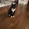 House sit pet parent - Private Pool Near Downtown Orlando