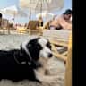 House sit pet parent - Spacious apartment in JBR/Dubai Marina