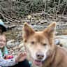House sit pet parent - Spend some time in Asheville with sweet, easy-going, older pup—Turtle!