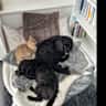 House sit pet parent - Peaceful pet sit with private accommodation on rural property - 2 dogs 5 cats!