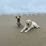 House sit pet parent - 2 cutes dogs and one grumpy cat