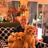 House sit pet parent - Beautiful garden villa in Dubai with gorgeous cats inside and out!
