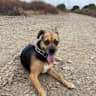 House sit pet parent - Hikers' paradise with sweet snugglers Millie & Moxie