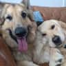 House sit pet parent - Experienced/Loving Sitter Needed in N. Mt Pleasant for Two Large/Friendly Dogs!