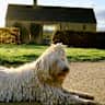 House sit pet parent - Beautiful barn with Flora
