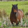 House sit pet parent - All Round Animal lovers required, ideally with horse experience.