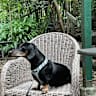 House sit pet parent - Looking after senior sausage dog in lovely inner-city harbourfront Sydney suburb