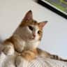 House sit pet parent - Flat and Cat sitting!