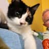 House sit pet parent - Cyprus beach & Cat care