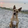 House sit pet parent - Dog & house sitter- lovely, quiet home, beautiful surroundings