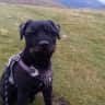 House sit pet parent - Sitter required for my Patterdale terrier