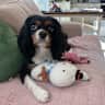 House sit pet parent - FLEXIBLE DATES : Loving pup looking for some company