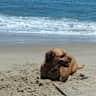 House sit pet parent - We live in a quiet, walkable suburb.  Kona's a lovable, low maintenance dog