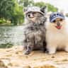House sit pet parent - Pomeranian Dog Lover Needed...